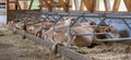 Cows in a farm cowshed