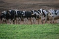 Cows in a farm. Dairy cows. Cow on farmland. Herd of cows grazing at summer green field. Royalty Free Stock Photo