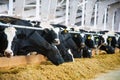 Cows in a farm. Dairy cows