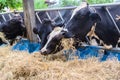 Cows in a farm, Dairy cows eating in a farm