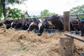 Cows in a farm, Dairy cows eating in a farm