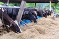 Cows in a farm, Dairy cows eating in a farm