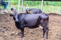 Cows in a farm, Dairy cows eating in a farm