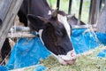 Cows in a farm, Dairy cows eating in a farm.