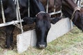 Cows in a farm, Dairy cows eating in a farm.