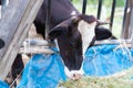 Cows in a farm, Dairy cows eating in a farm.