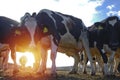 Cows in a farm of dairy plant on a sunny day with blue sky