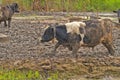 Cows at farm