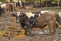 Cows at farm