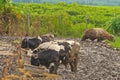 Cows at farm