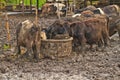 Cows at farm