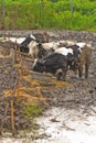 Cows at farm