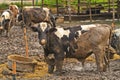 Cows at farm