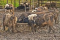 Cows at farm