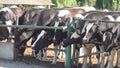 Cows at Farm, Feeding Cattle Animals, Bovines Eating Hey, Grass, Farming, Rustic, Countryside View