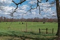 Cows in a farm field