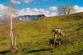 Cows farm grazing green grass