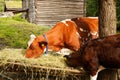 Cows in farm Royalty Free Stock Photo