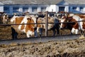 Cows on the farm Royalty Free Stock Photo