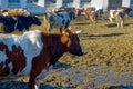 Cows on the farm