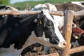 Cows on the farm Royalty Free Stock Photo