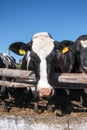 Cows on the farm Royalty Free Stock Photo