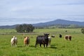 Cows in farm