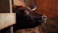 cows on the farm, hand-fed