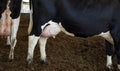 Cows farm, kibbutz. Udder cow full of milk Royalty Free Stock Photo