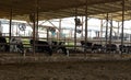 Cows farm, kibbutz Village