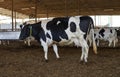 Cows farm, kibbutz Village