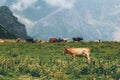 Cows farm in mountains alpine green valley summer highland pasture