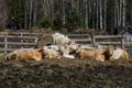 Cows in farm on paddock in Latvia Royalty Free Stock Photo