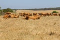 Cows in a farm in Porto Covo Royalty Free Stock Photo