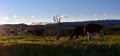 Cows on the farm in Shoalhaven