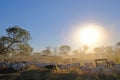 Cows on farm with sign Fazenda Paraiso - Paradise Farm portuguese text, Transpantaneira road, Pantanal, Pocone, Brazil Royalty Free Stock Photo