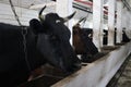 Cows in a farm stall. milch cows during milking at barn. Black and white cows eating hay in the farm stable. Dutch black and white Royalty Free Stock Photo