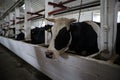 Cows in a farm stall. milch cows during milking at barn. Black and white cows eating hay in the farm stable. Dutch black and white