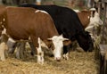 Cows on farm Royalty Free Stock Photo