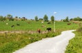 Cows on a farm while walking around Halandsvatnet lake