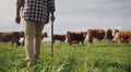 Cows, farmer or man walking on farm agriculture for livestock, sustainability or agro business in countryside. Stick Royalty Free Stock Photo