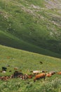 Cows farming in mountain green valley grass summer highland pasture Royalty Free Stock Photo