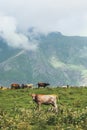 Cows farming at mountains alpine green valley summer