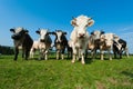 Cows on on farmland in the Ardennes Royalty Free Stock Photo