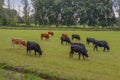 Cows On A Farmland Around Abcoude The Netherlands Royalty Free Stock Photo