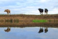 Cows on the farmland around river Axe