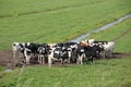 Cows on farmland close to Hitland, Netherlands Royalty Free Stock Photo