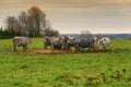 Cows in a farmland at sunset, cattle-breeding, agriculture