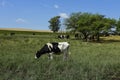 Cows fed with grass, Royalty Free Stock Photo