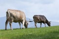 Cows feeding